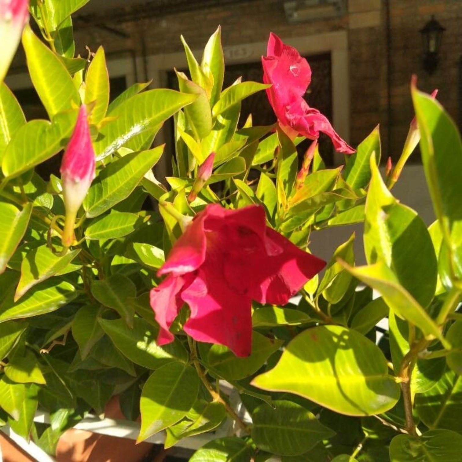 Red Mandevilla Flower (Mandevilla splendens) Live Plant for Home and Office Garden 